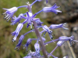 Spetaea lachenaliiflora inflorescence
